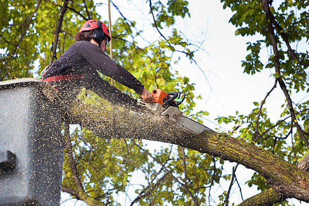 Trusted La Mesa, CA Tree Removal Services Experts