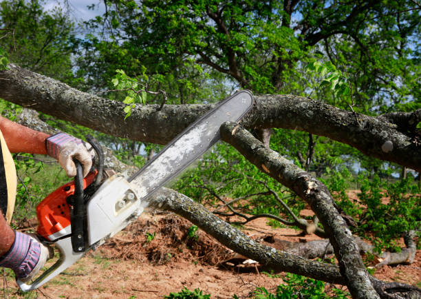 How Our Tree Care Process Works  in  La Mesa, CA